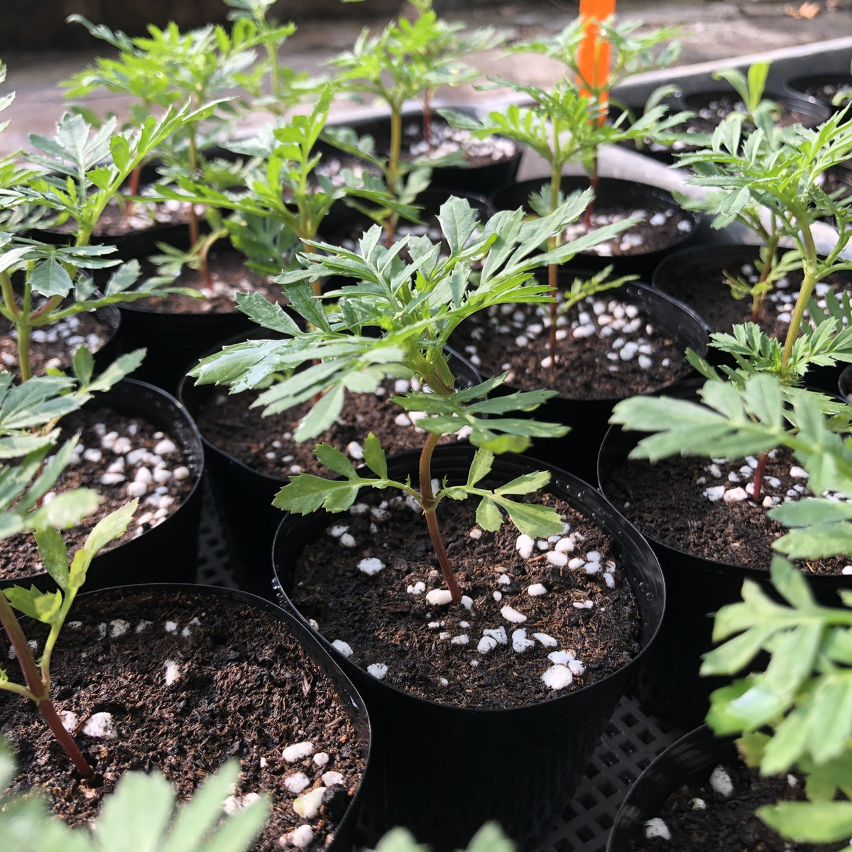 French Marigold Seedling (Pickup Only) – cloverseedretail