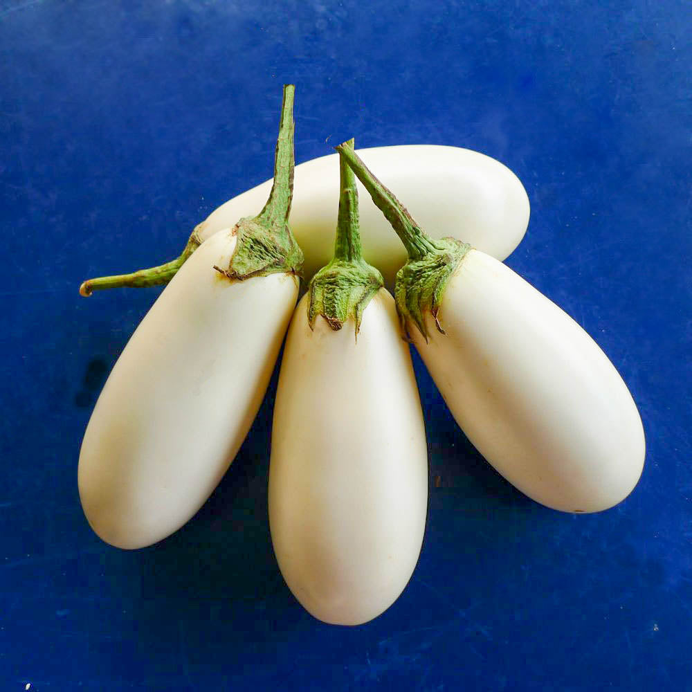 F1 茄子雪美– cloverseedretail