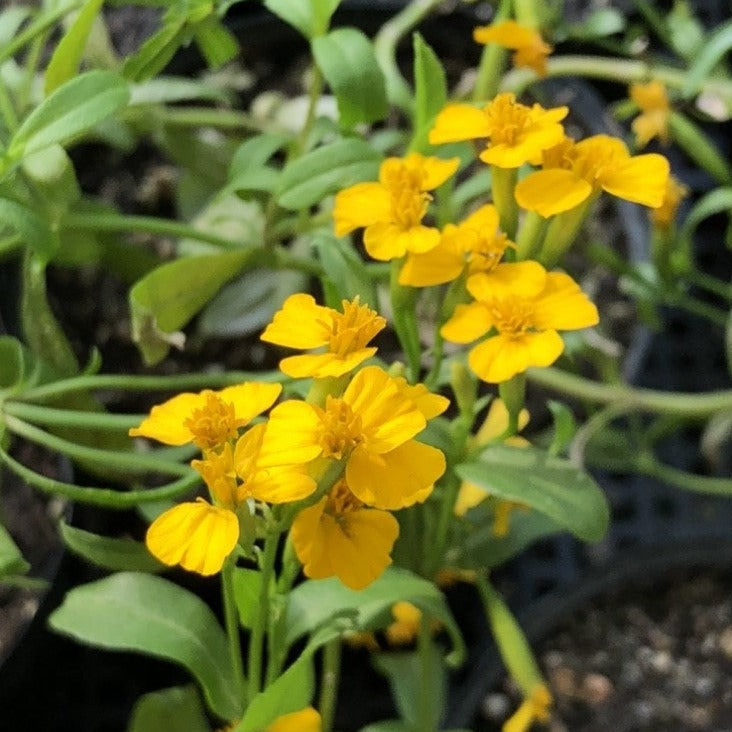 mexican mint marigold seeds Mexican mint marigold Seedling – cloverseedretail