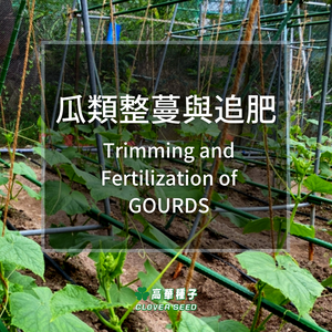 Growing Gourds Series - 2 : Trimming and Fertilization of Gourds（Reading Time: 2 minutes）