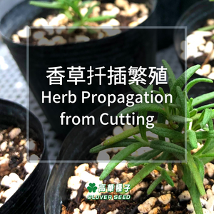 香草扦插繁殖 Herb Propagation From Cutting