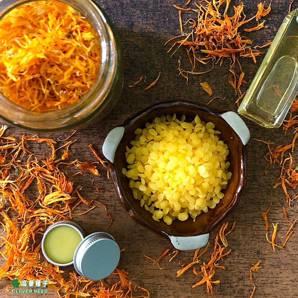 Make Your own Calendula Oil at home (2 minutes Read)