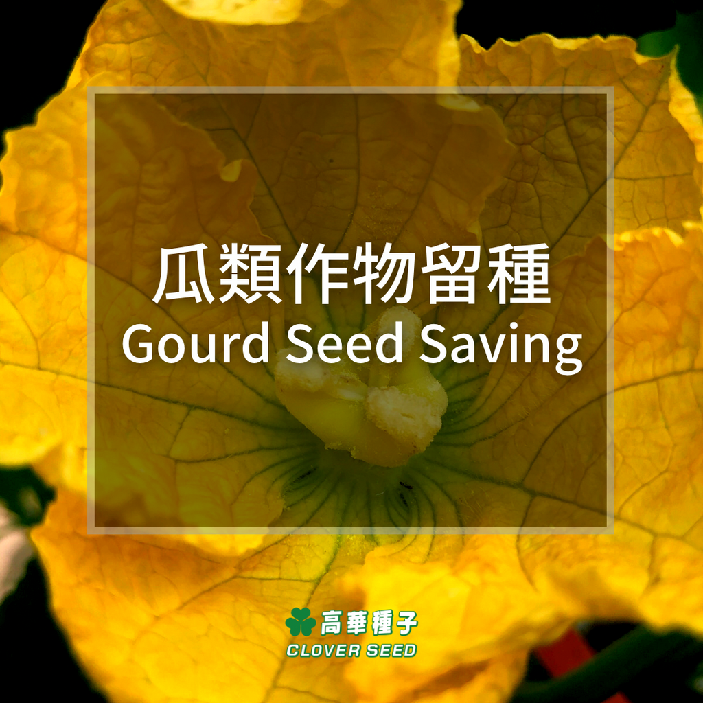 Growing Gourds Series - 4 : Gourd Seed Saving（Reading Time: 4 Minutes）