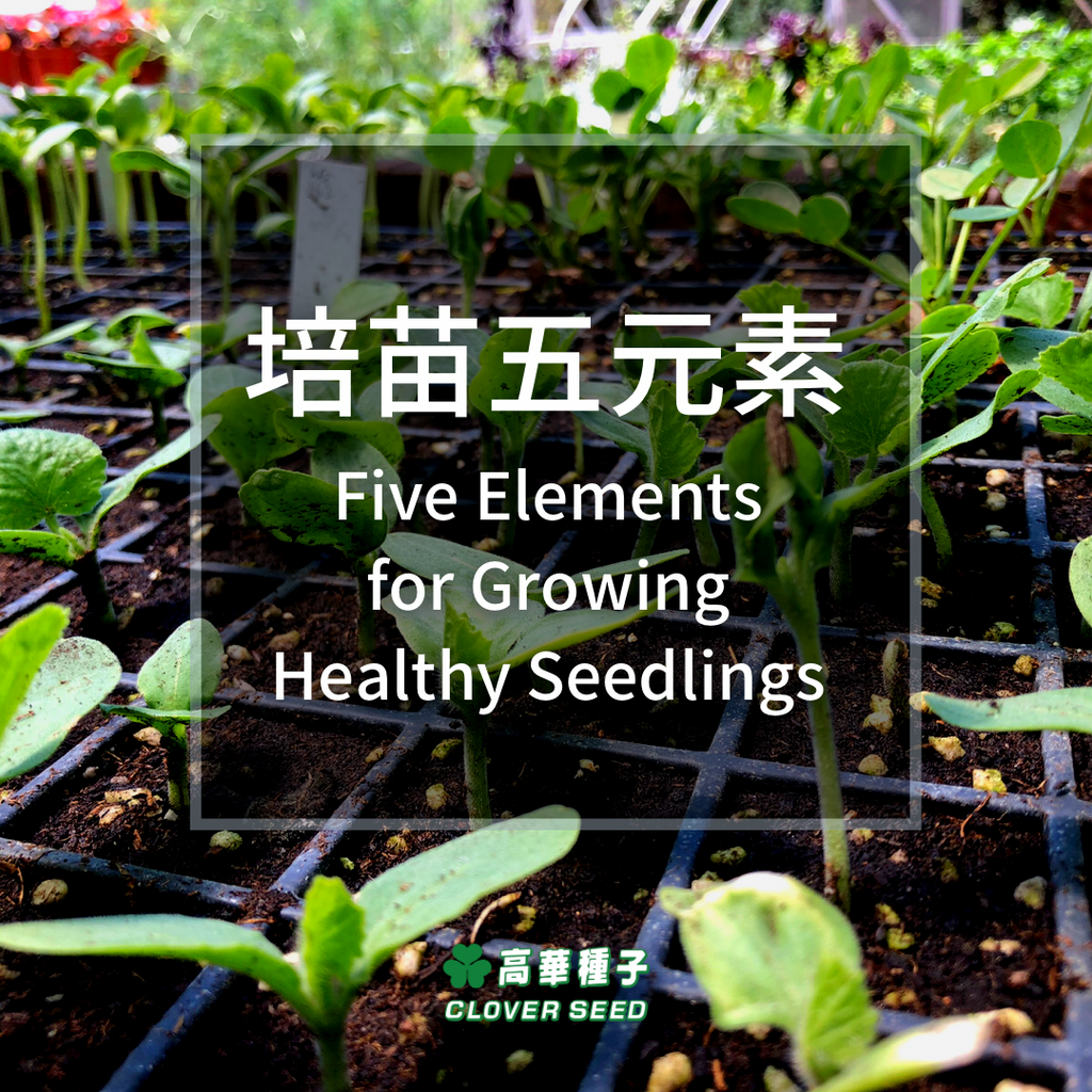 Five Elements for Growing Healthy Seedlings (Reading Time: 4 Minutes)