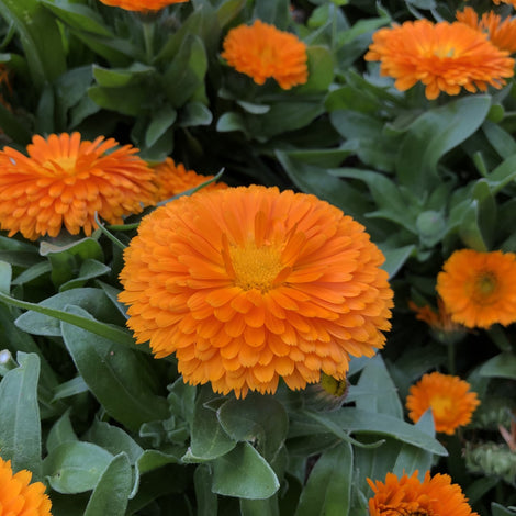 10-11月 當季種子