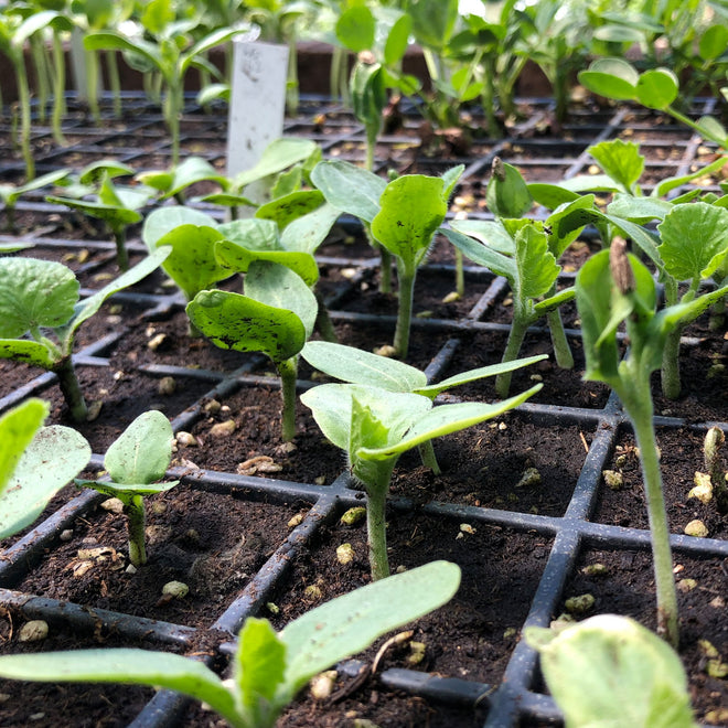 Seedlings &amp; Houseplant (In-stock)