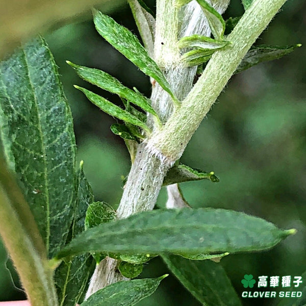香港艾草苗 南艾 Hong Kong Chinese mugwort seedling artemisia verlotiorum
