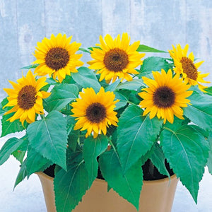 Sunflower Big Smile