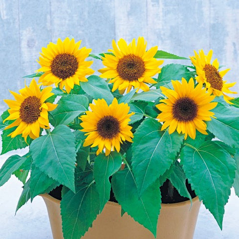 Sunflower Big Smile