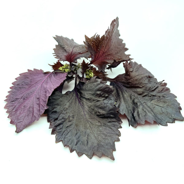香港 香草 紫蘇種子 Perilla Shiso Red seed for gardening and grow at home
