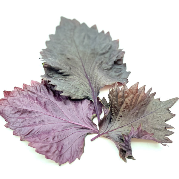 香港 香草 紫蘇種子 Perilla Shiso Red seed for gardening and grow at home