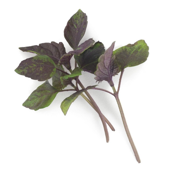 香港 香草 紫蘇種子 Perilla Shiso Red seed for gardening and grow at home, Microgreen
