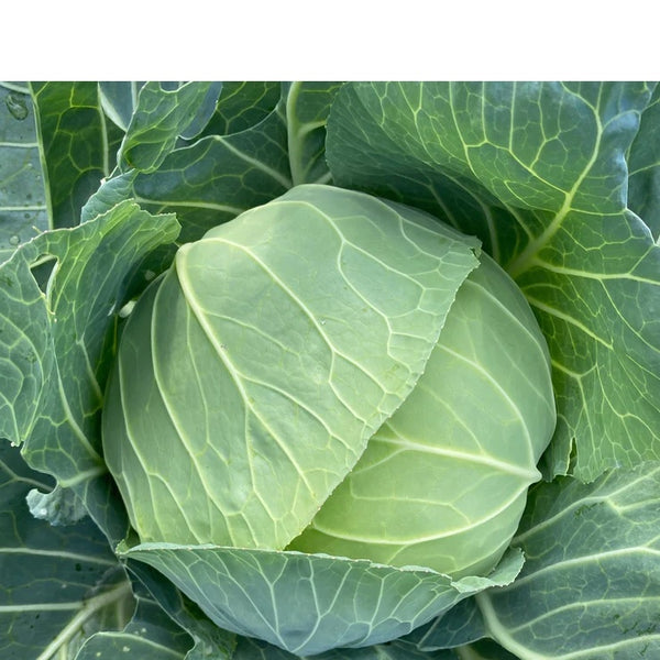 F1 Cabbage Seedlings (Pick-up only)