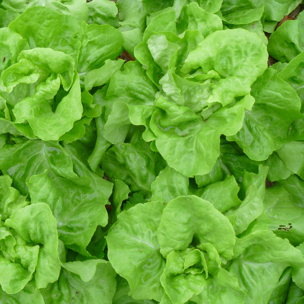 生菜 牛油生菜