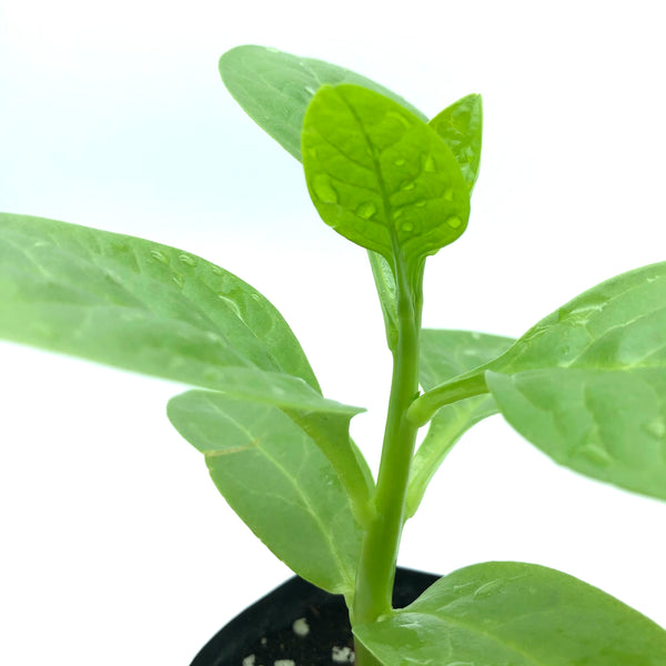 香港夏季蔬菜 夏天種菜 潺菜苗 Hong Kong vegetables to grow in Summer, malabar spinach, basella alba