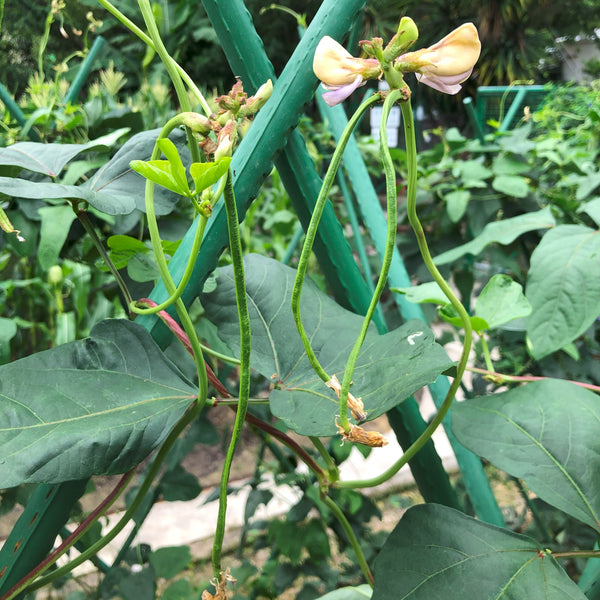 香港青豆角種子 Hong Kong Yard Long Bean Pole Bean Seed