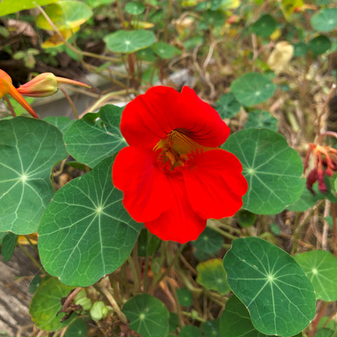 香港旱金蓮食用花種子 Hong Kong Nasturtium edible flower seed