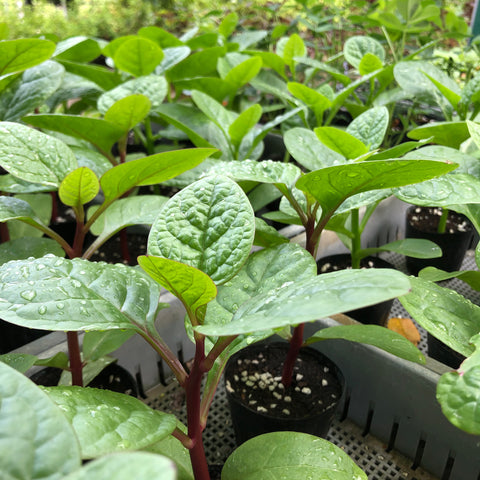 Malabar Spinach Seedlings (Pickup only)