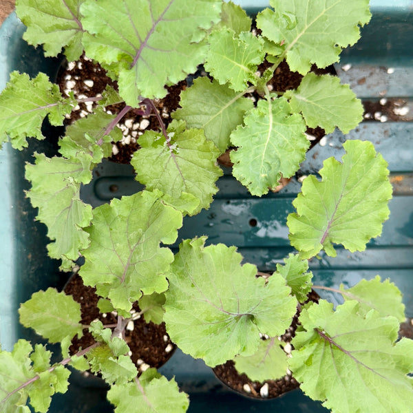 羽衣甘藍苗（不設平郵）