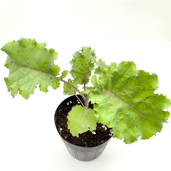 羽衣甘藍苗（不設平郵）