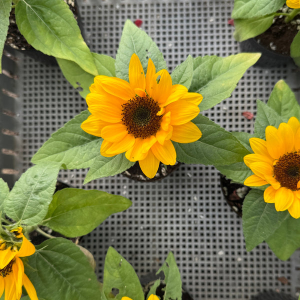 F1 向日葵 Smiley (拌藥)