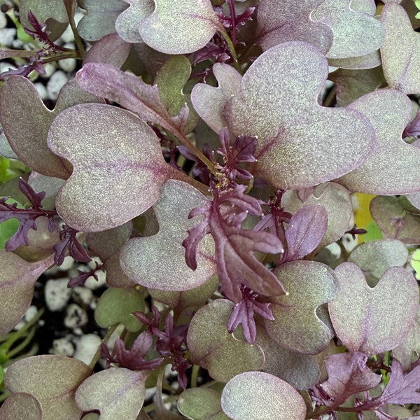 Mustard -  Red Lace