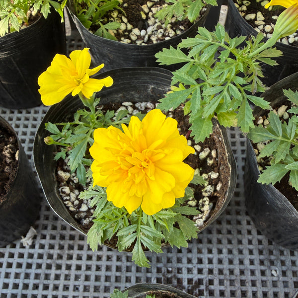 法國萬壽菊花苗（只限自取）