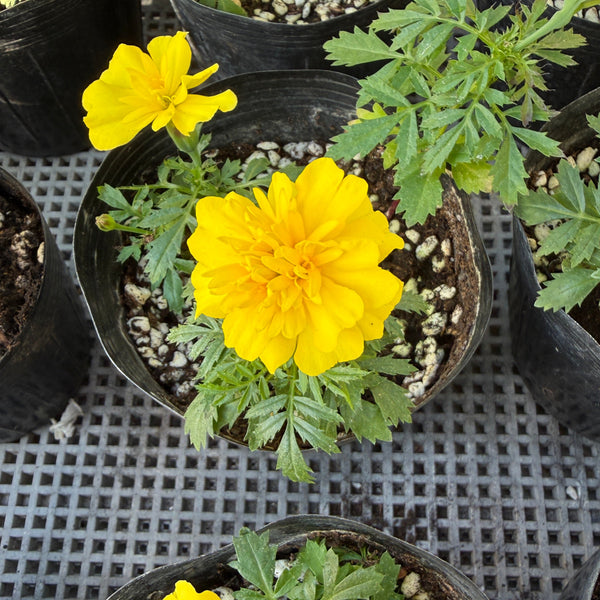 French Marigold