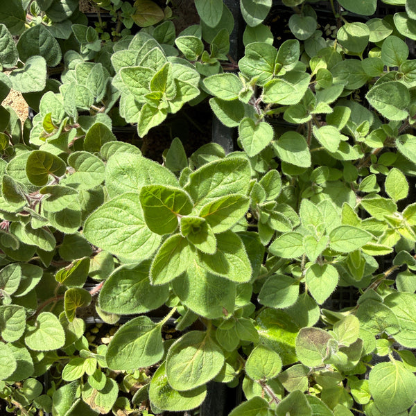 香草牛至苗(不設平郵)