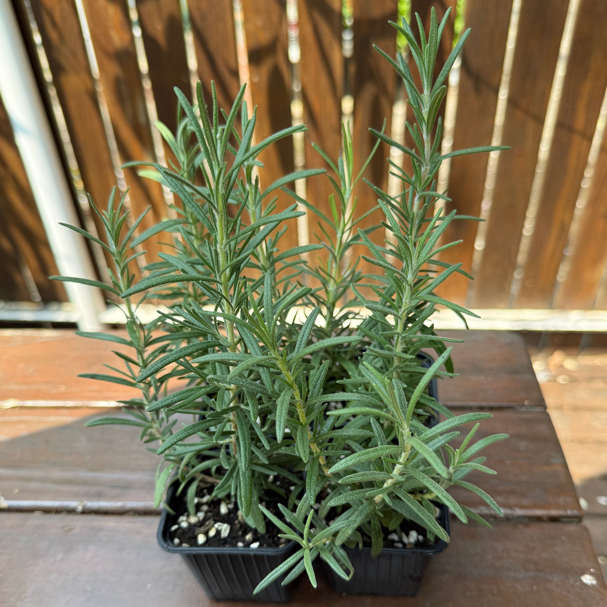 香草迷迭香苗 (不設平郵) – cloverseedretail