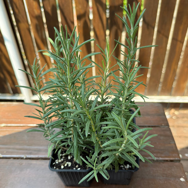 Herbs Rosemary Seedlings (SF or pick-up only)