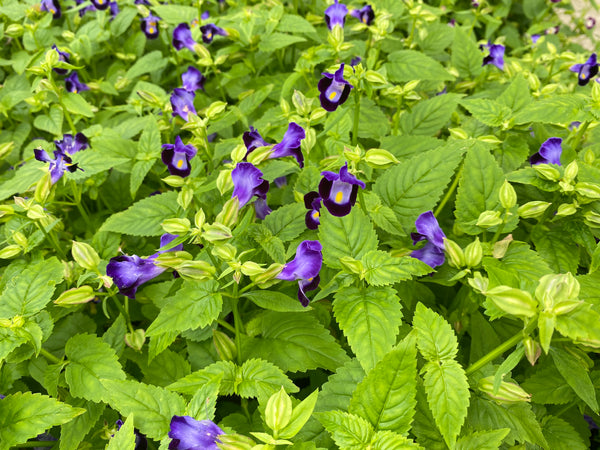 F1夏堇 玫紅色(丸粒化)/ F1 Torenia Rose (Pelleted)