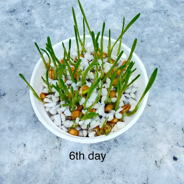 小麥草/貓草(預售) (只限自取)