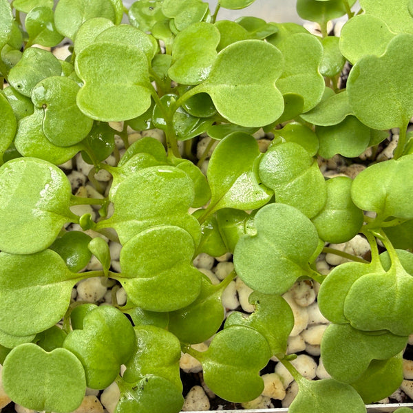 火箭菜 圓葉
