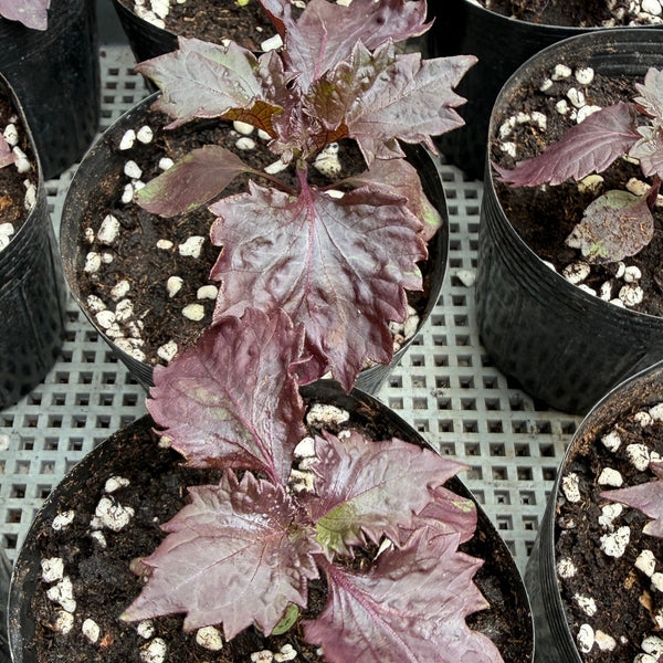 Herbs Shiso - Red