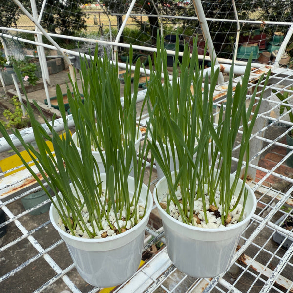小麥草/貓草(預售) (只限自取)