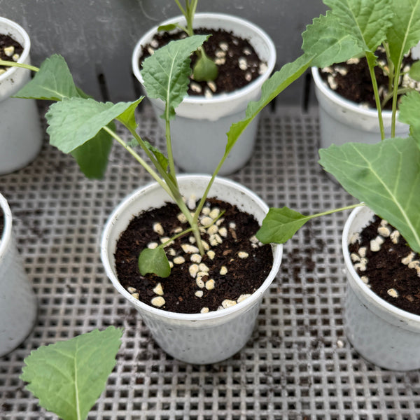 羽衣甘藍苗（不設平郵）