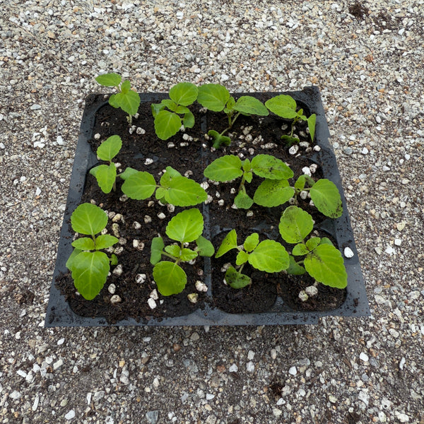 一串紅 展望紅色 花苗 (不設平郵)