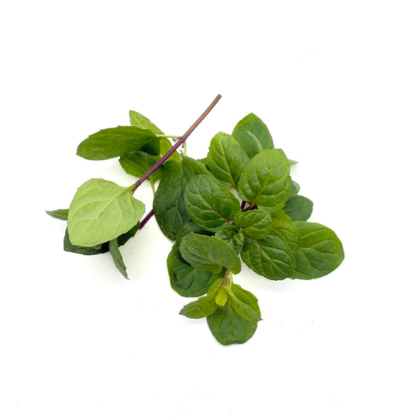 香草 薄荷- Mint Green