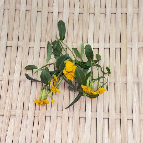甜萬壽菊/墨西哥龍蒿