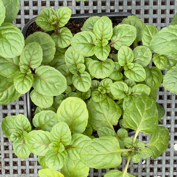 香草 薄荷- Mint Green