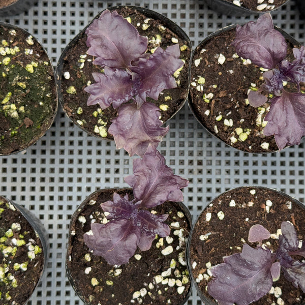 Herbs Ruffled Red Basil Seedlings (SF or pick-up only)