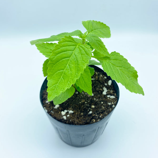 F1夏堇 花苗 (只限自取)  / F1 Torenia Seedlings (Pick-up only)