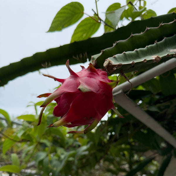 紅肉火龍果苗(只限自取)