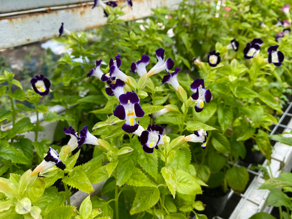 F1夏堇 玫紅色(丸粒化)/ F1 Torenia Rose (Pelleted)