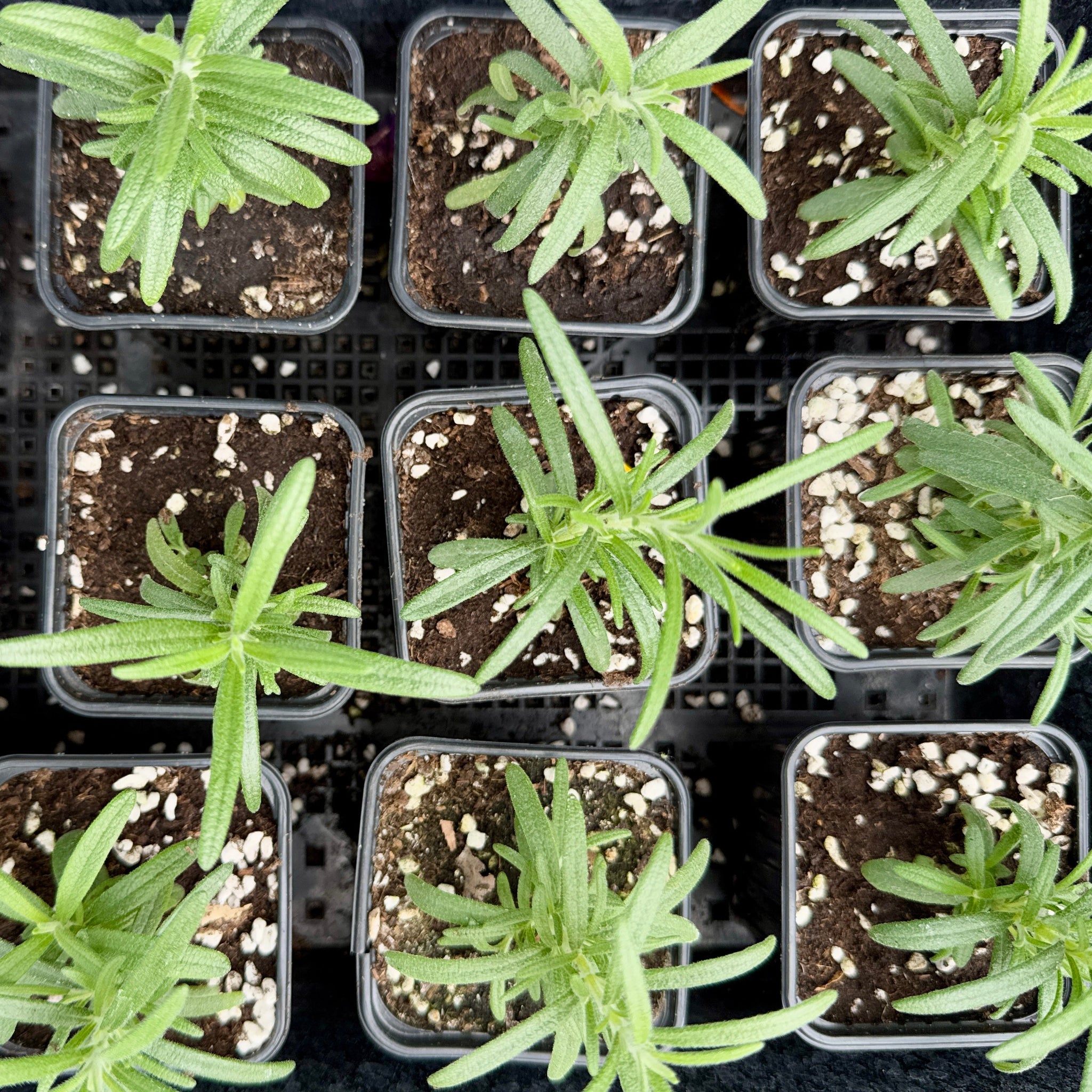 香草迷迭香苗 (不設平郵) – cloverseedretail