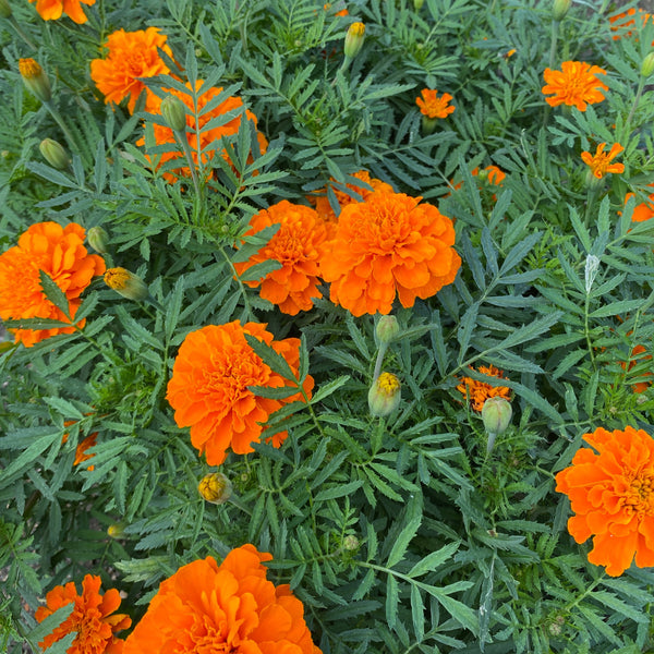 French Marigold Seedling (Pickup Only)