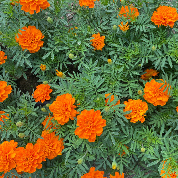 Dried French Marigold
