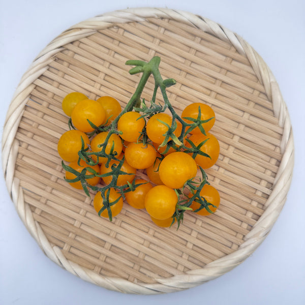 迷你番茄 金絲雀