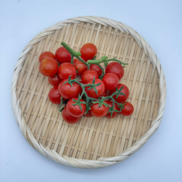 迷你番茄 紅鳥